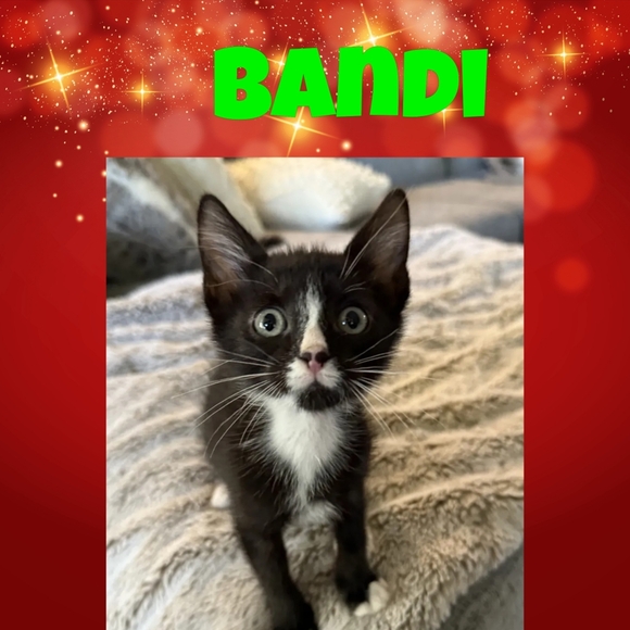 HELP A RESCUE FOR THE HOLIDAYS - Picture 4 of 13